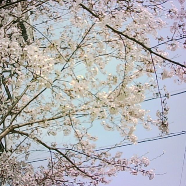＼ #ピントキッズ とお出かけ ／

#京都の桜 をピントキッズで撮影📸

通勤途中の道で桜を撮影しました。
#桜の花 を見て季節を感じると少し幸せな気分になります。
京都の桜は今週～来週あたりに満開になりそうです。

週末はどこも #お花見 で賑やかになりそうですね🌸

みなさんはピントキッズを連れて、どこにお出かけしますか😄？

素敵な写真を撮れたら、
#ピントキッズ写真部
で見せてくださいね（見に行きます）！

------------------------------------------

ココタス公式アカウントでは
■ピントキッズを含むおすすめ商品の発信
■新商品や限定クーポンなどお得な情報の発信をしております。

～くらしに楽しさをプラスする～
@cocotas_official

ココタス本店（オンラインショップ）
https://cocotas.shop

------------------------------------------
#ココタス #cocotas #くらしに楽しさをプラス #ピントキッズ写真部 #トイカメラ #キッズカメラ #キッズカメラで撮る世界 #ピントキッズで撮影 #エモい写真 #トイカメラのある生活 #写真で伝えたい私の世界 #レトロな写真 #キッズカメラ部