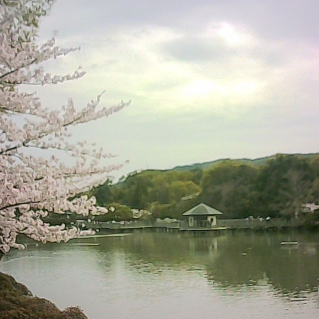 ＼ #ピントキッズ とお出かけ ／

#京都の桜 をピントキッズで撮影📸

京都では桜が満開です🌸
みなさんの地域はどうですか？

素敵な写真を撮れたら、
#ピントキッズ写真部
で見せてくださいね（見に行きます）！

------------------------------------------

ココタス公式アカウントでは
■ピントキッズを含むおすすめ商品の発信
■新商品や限定クーポンなどお得な情報の発信をしております。

～くらしに楽しさをプラスする～
@cocotas_official

ココタス本店（オンラインショップ）
https://cocotas.shop

------------------------------------------
#ココタス #cocotas #くらしに楽しさをプラス #ピントキッズ写真部 #トイカメラ #キッズカメラ #キッズカメラで撮る世界 #ピントキッズで撮影 #エモい写真 #トイカメラのある生活 #写真で伝えたい私の世界 #レトロな写真 #キッズカメラ部